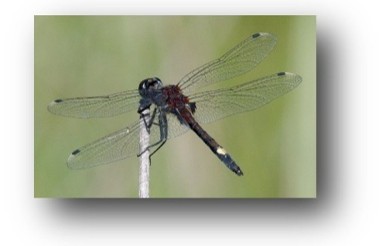Image11